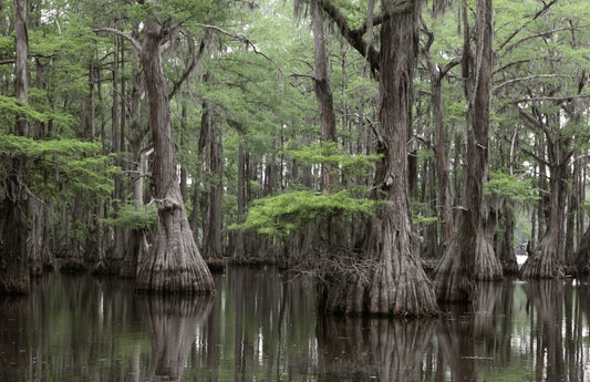 Bald Cypress Seeds for Planting | 10 Seeds | Exotic Evergreen Tree Seeds to Grow, Great for Landscaping and Hedge Rows