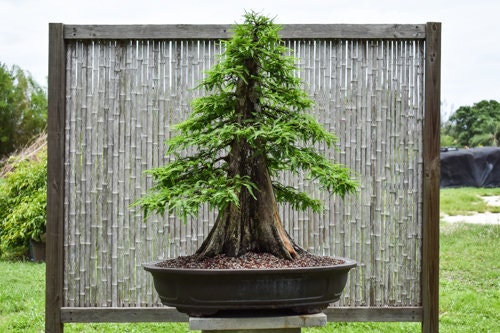 Bald Cypress Bonsai Seeds for Planting | 10 Seeds | Exotic Evergreen Bonsai Tree Seeds for Planting