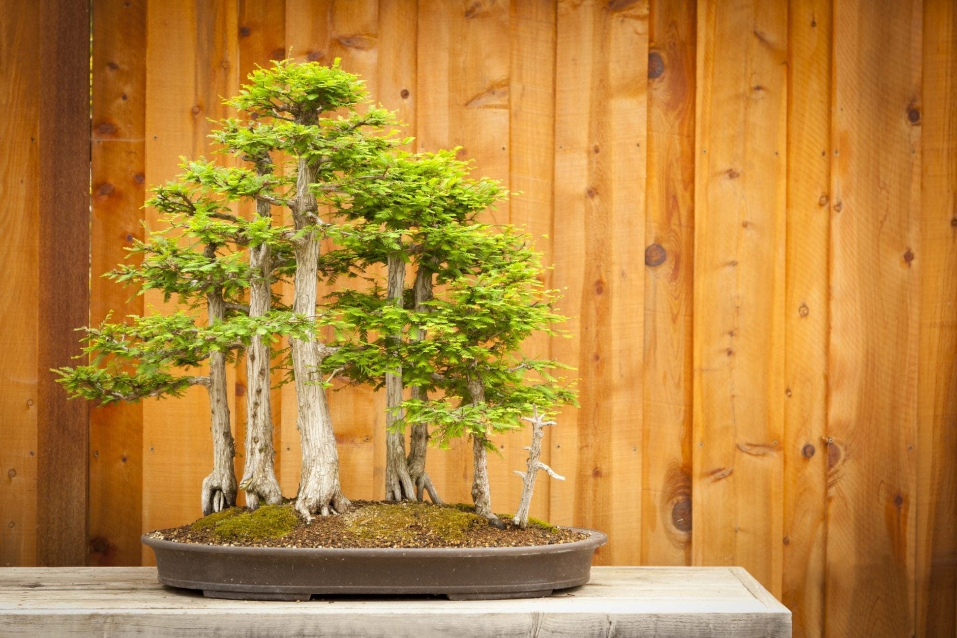 italian cypress tree bonsai Bald Cypress Bonsai Seeds for Planting | 10 Seeds