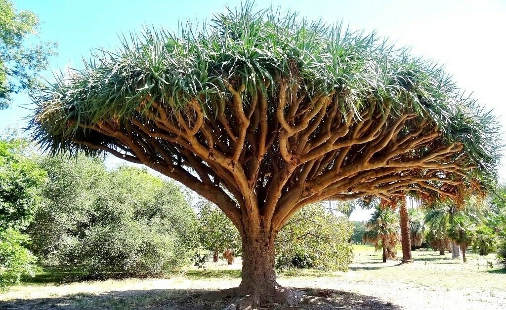 Dragon Blood Tree Seeds to Grow - 6 Seeds - Dracaena Draco Seeds for Planting - Exotic Tree Seeds