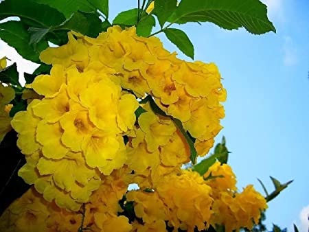 Yellow Trumpetbush Seeds - 20+ Seeds to Grow - Rare and Exotic Trumpet Bush Seeds