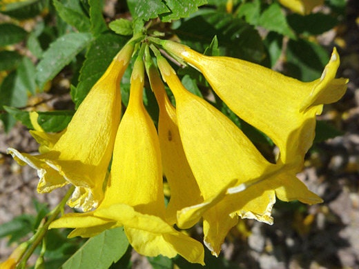 Yellow Trumpetbush Seeds - 20+ Seeds to Grow - Rare and Exotic Trumpet Bush Seeds