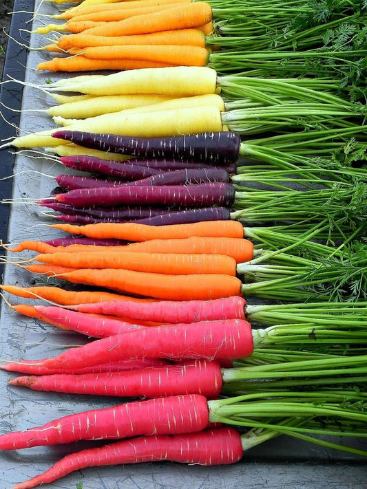 Rainbow Carrot Seeds for Planting - 250+ Seeds - Grow Exotic Edible Garden Vegetables - Made in USA