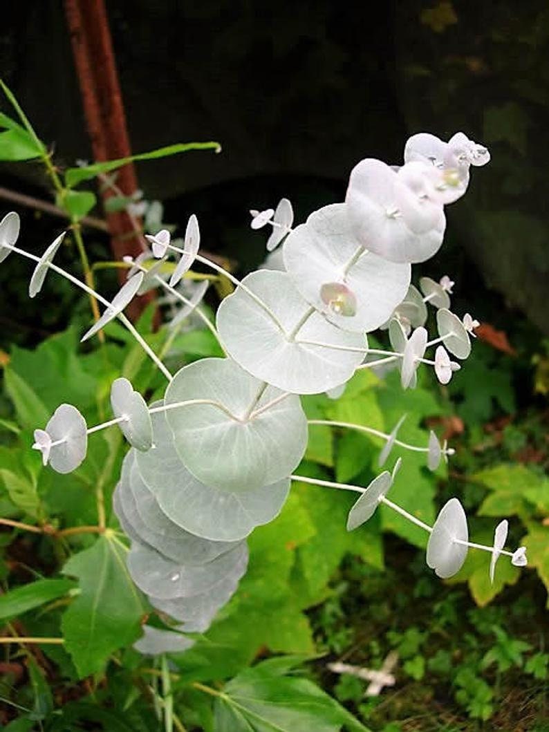 silver bonsai tree 25+ Silver Drop Eucalyptus Bonsai Tree Seeds Made in USA. Ships from I – Curranfarms