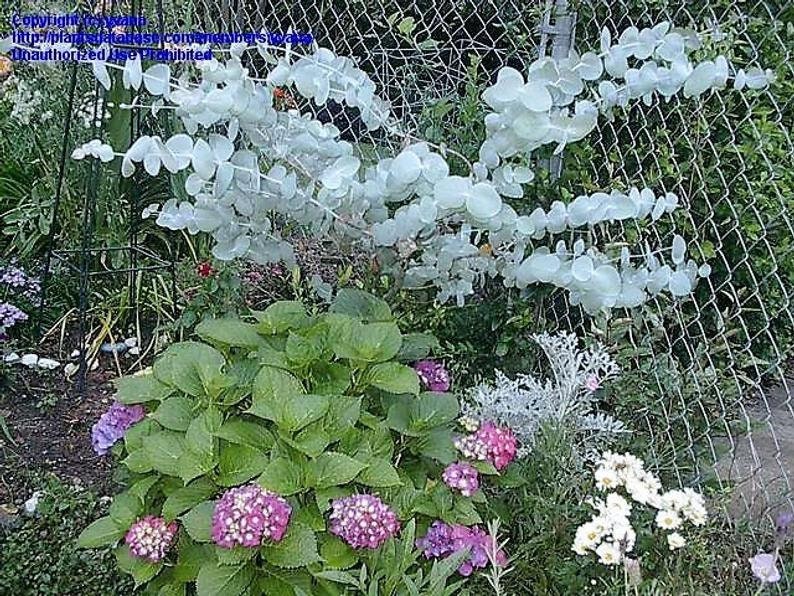 25+ Silver Drop Eucalyptus Bonsai Tree Seeds Made in USA. Ships from Iowa. Great as Bonsai or Floral Arrangements