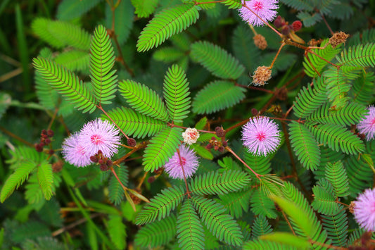 20 Mimosa Flower Seeds - Made in USA, Ships from Iowa. Pollinator Friendly Plant, Kids Love Them