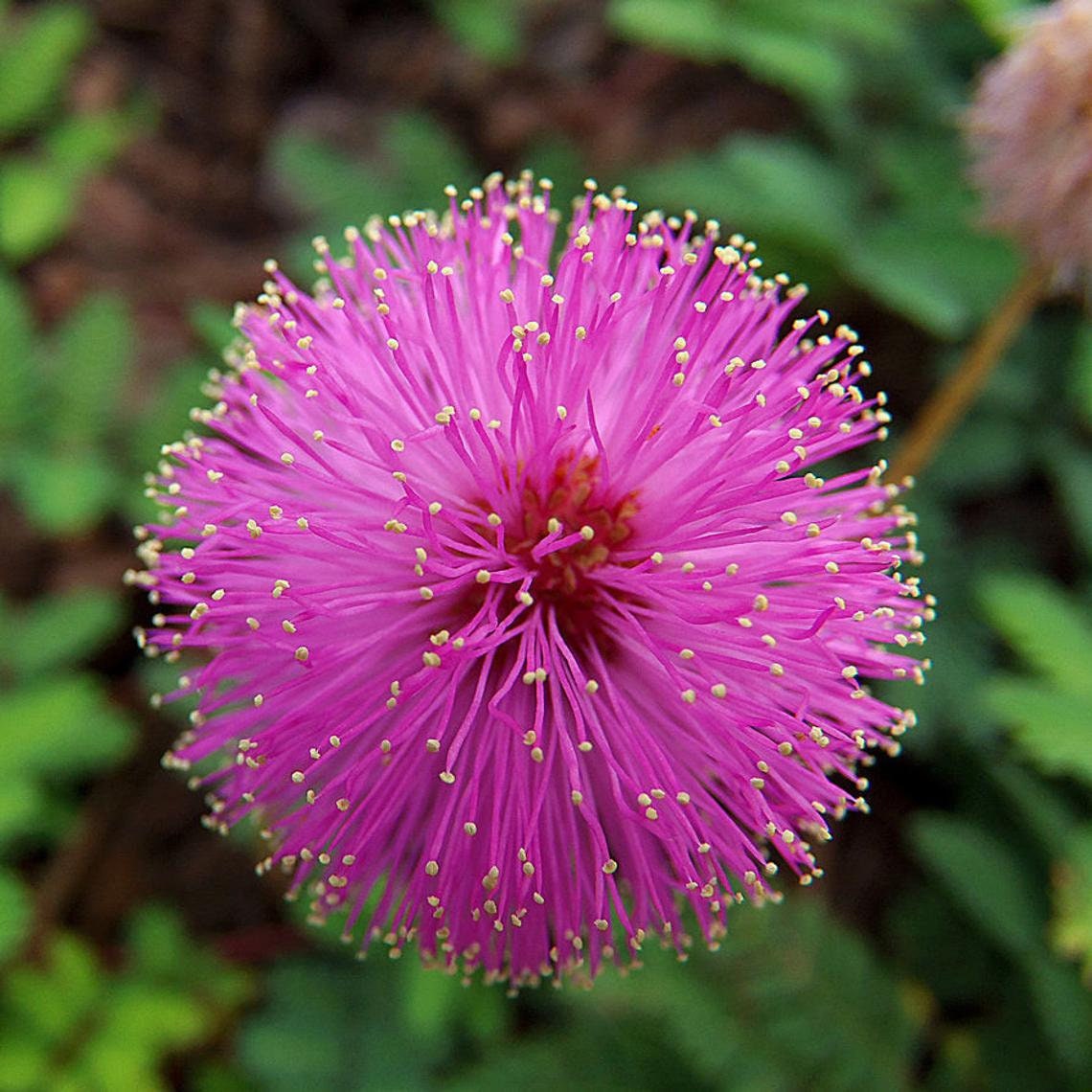 50 Sleeping Grass Seeds - Leaves Close When Touched. Made in USA, Ships from Iowa.