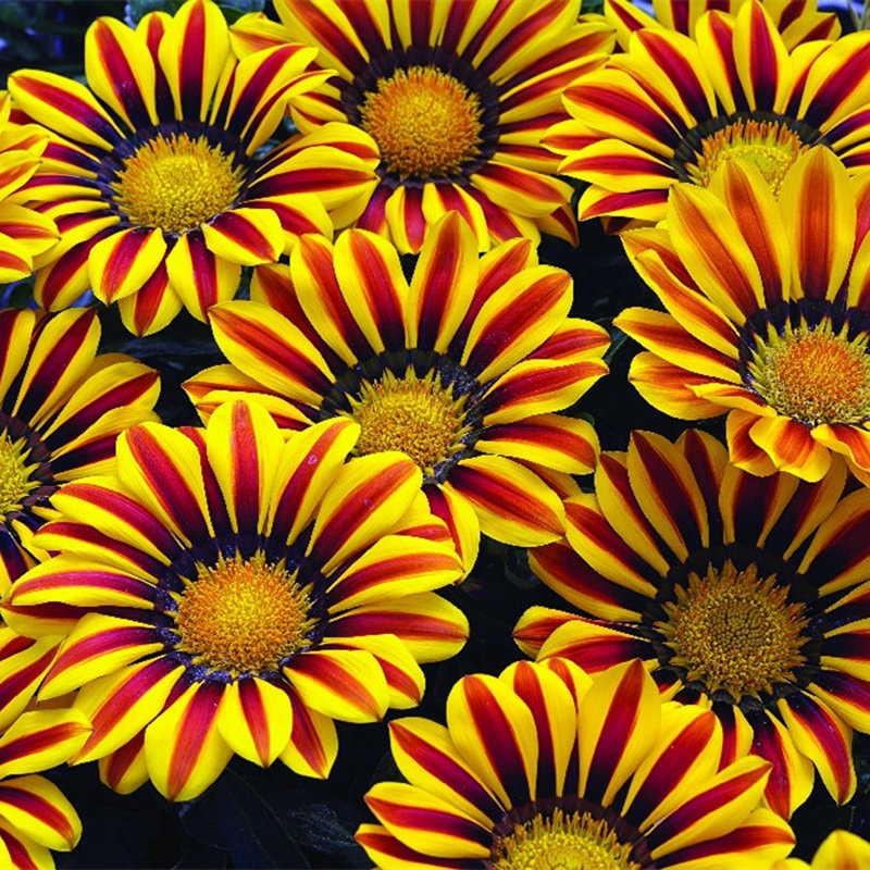 Exotic Gazania Flower Seeds - 100+ Seeds to Grow - Made in USA, Ships from Iowa - Great with Marigold, Roses, Zinnia