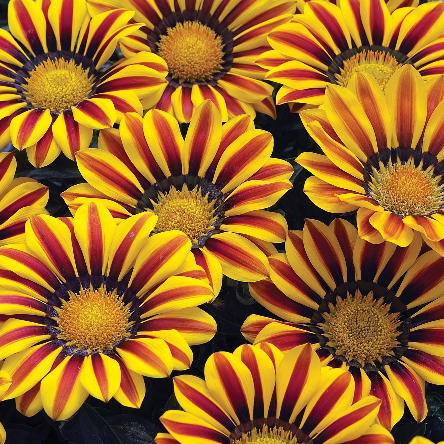 Exotic Gazania Flower Seeds to Grow - Made in USA, Ships from Iowa - Great with Marigold, Roses, Zinnia - Gazinia Seeds