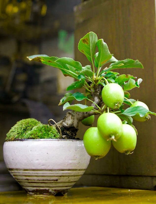 Guava Bonsai Tree Seeds for Planting - 50 Seeds