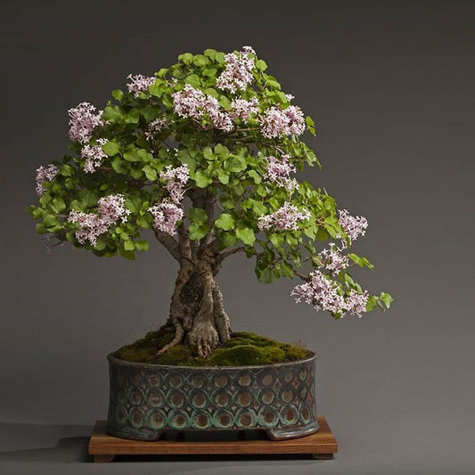 Bonsai Tree Seeds, White Lilac | 20+ Seeds | Highly Prized for Bonsai, Fragrant White Flowers