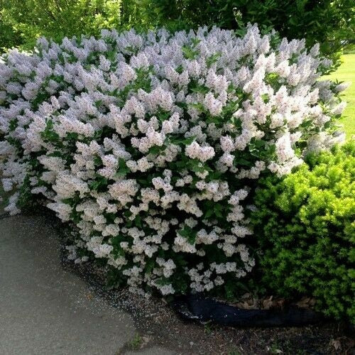 Early White Lilac Seeds for Planting | 20+ Seeds | Highly Prized for Bonsai, Fragrant White Flowers