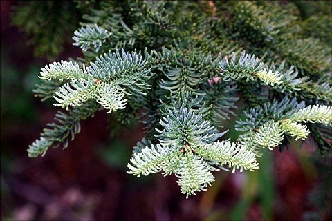 Bonsai Tree Seeds, Noble Fir | 20+ Seeds | Highly Prized for Bonsai, Evergreen Leaves