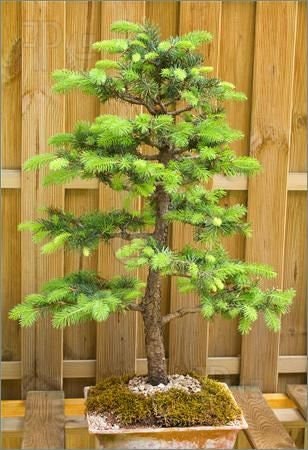 Bonsai Tree Seeds, Noble Fir | 20+ Seeds | Highly Prized for Bonsai, Evergreen Leaves