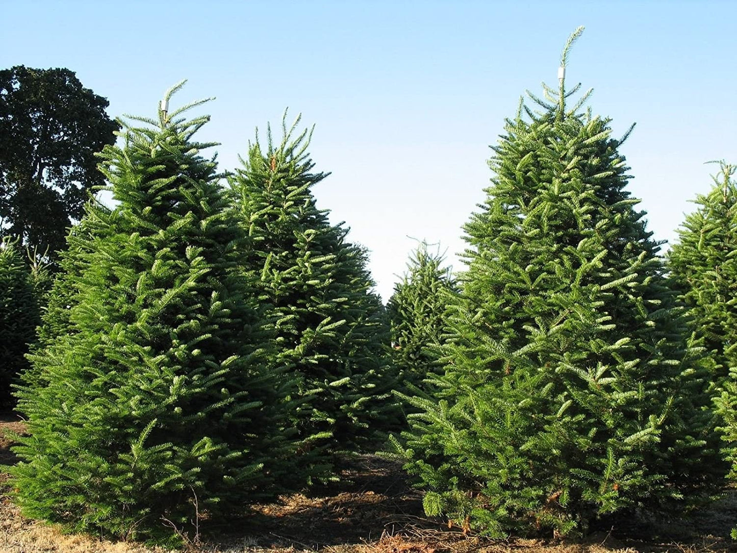 Tree Seeds - 20 Seeds of Balsam Fir, Abies balsamea (Fragrant Hardy Evergreen, Bonsai)