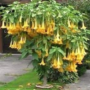 Yellow Trumpetbush Bonsai Seeds - 20+ Seeds to Grow - Rare and Exotic Trumpet Bush Seeds