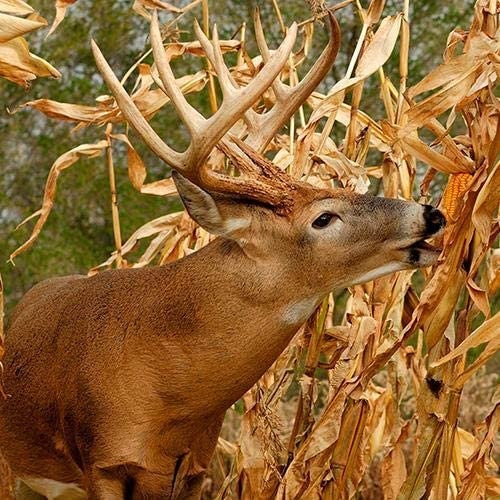 Dinner Getter Deer Food Plot Corn Seeds - 250 Seeds to Grow - High Yielding Hybrid Corn for Big Whitetail Bucks, Great with Deer Mineral