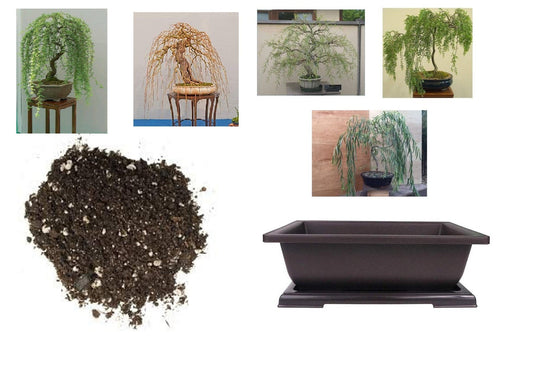 Willow Bonsai Kit - Soil and Pot Included - You pick the type