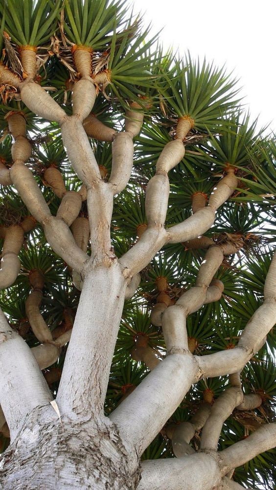 Dragon Blood Bonsai Tree Seeds to Grow - 6 Seeds - Dracaena Draco Seeds for Planting - Exotic Tree Seeds - Indoor Bonsai Tree