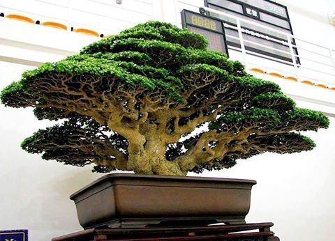 dracaena bonsai Dragon Blood Bonsai Tree Seeds to Grow - 6 Seeds