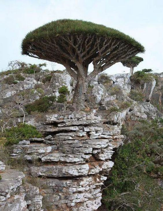 dragon bonsai tree Dragon Blood Bonsai Tree Seeds to Grow - 6 Seeds