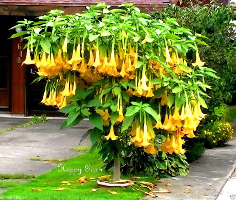 Yellow Trumpetbush Seeds - 20+ Seeds to Grow - Rare and Exotic Trumpet Bush Seeds