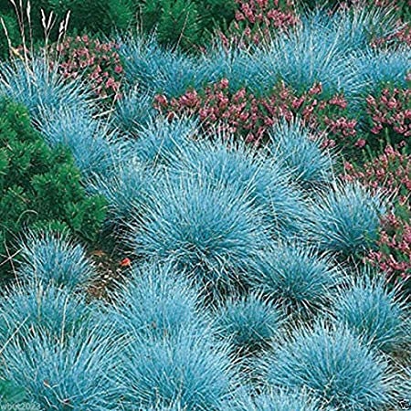 Blue Fescue Grass Seeds - 100 Seeds - Festuca glauca - Exotic Blue Grass