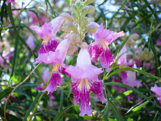 Desert Willow Tree Seeds for Planting - Beautiful Flowering Willow Tree -  Chilopsis linearis