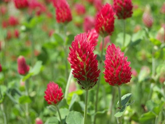 100+ Crimson Clover Seeds to Grow