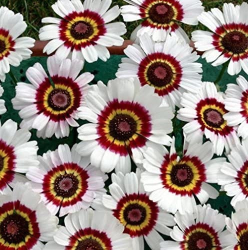 100+ Painted Daisy Flower Seeds Mix - Made in USA, Ships from Iowa. Grow Chrysanthemum Painted Daisy Flowers - Colors Red, White, Yellow