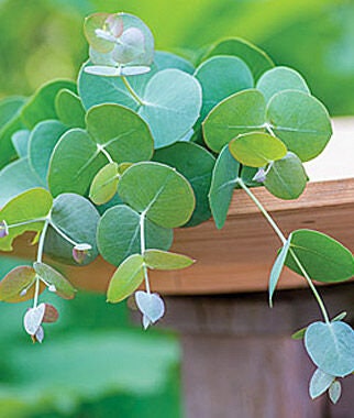 25+ Silver Drop Eucalyptus Tree Seeds - Made in USA. Ships from Iowa.