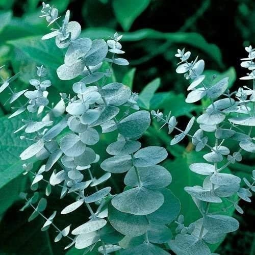 25+ Silver Drop Eucalyptus Tree Seeds - Made in USA. Ships from Iowa.