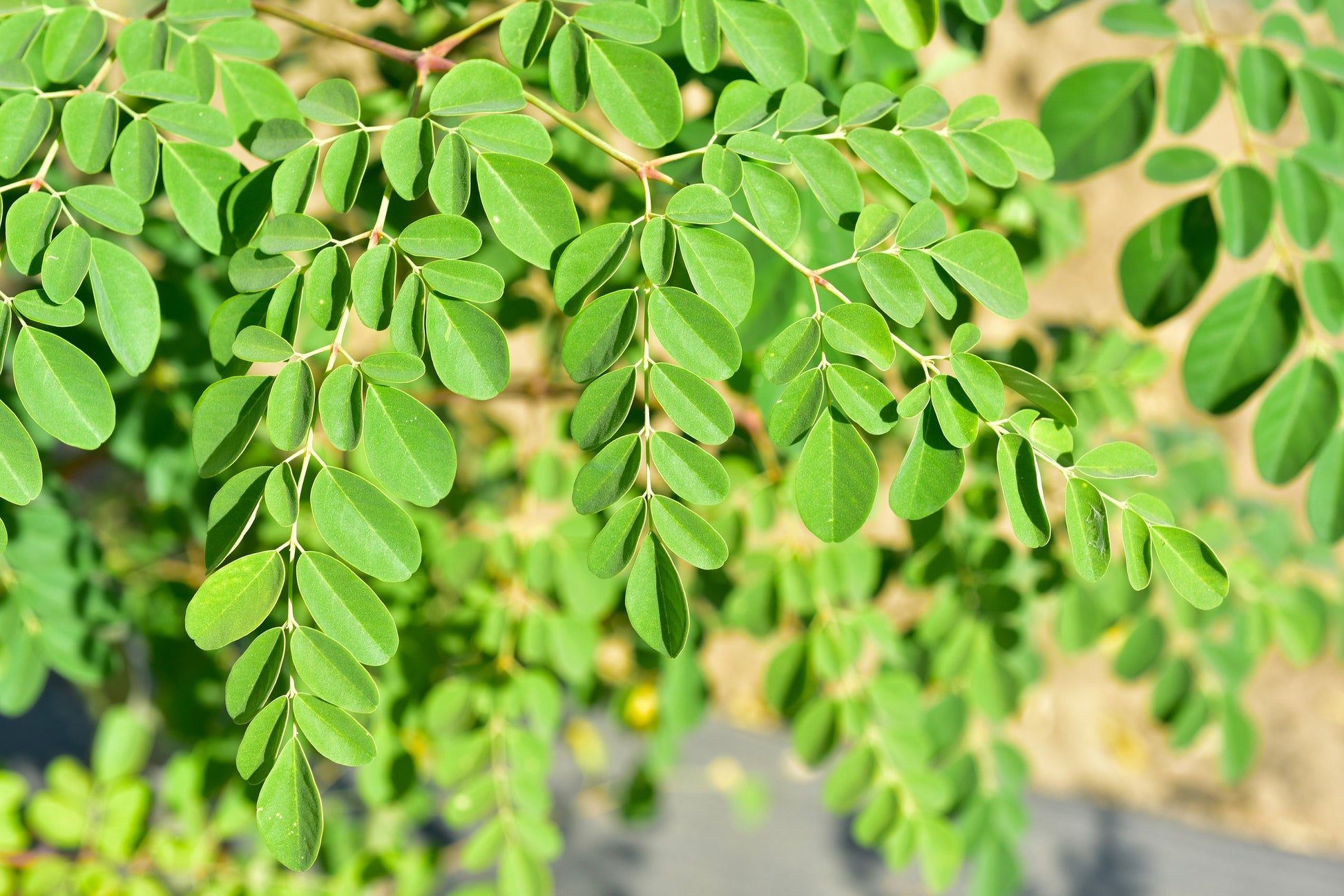 moringa tree seeds for planting Moringa Tree Seeds for Planting | 20+ Seeds