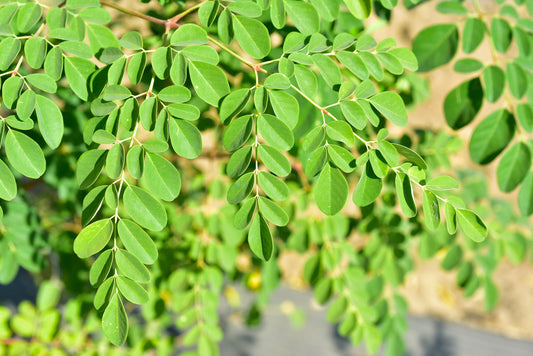 Moringa Tree Seeds for Planting | 20+ Seeds | Miracle Tree or Tree of Life