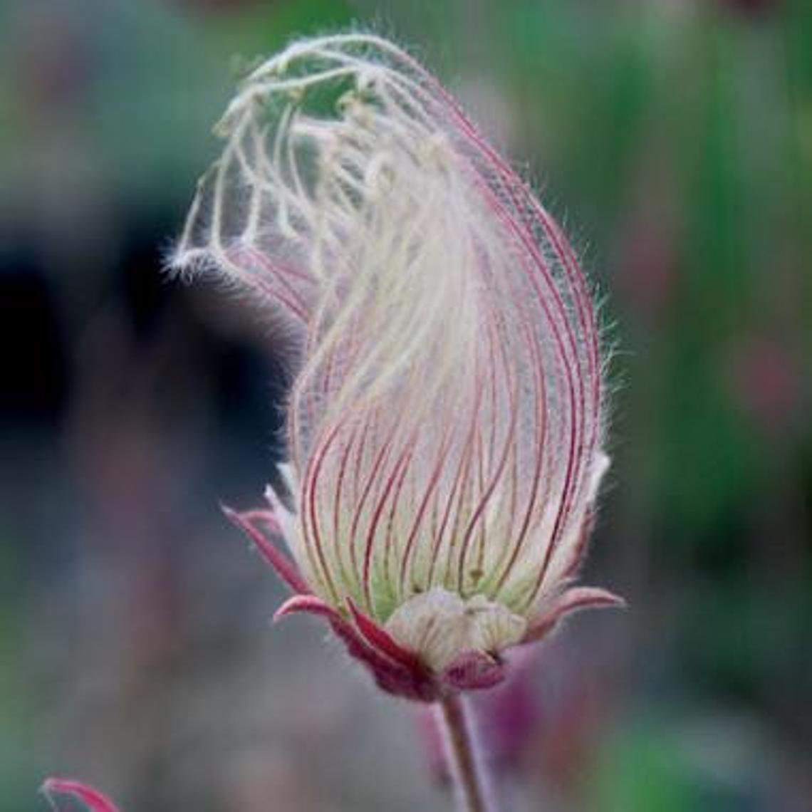 10 Prairie Smoke Seeds - Made in USA, Ships from Iowa. Rare and Hard to Find Geum triflorum Seeds