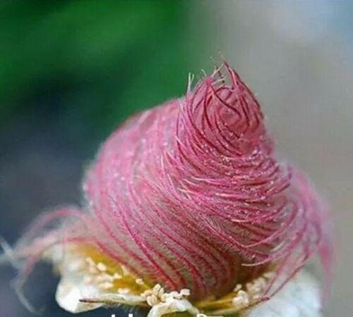 25 Prairie Smoke Seeds - Made in USA, Ships from Iowa. Rare and Hard to Find Geum triflorum Seeds