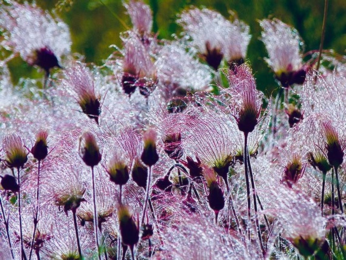 25 Prairie Smoke Seeds - Made in USA, Ships from Iowa. Rare and Hard to Find Geum triflorum Seeds