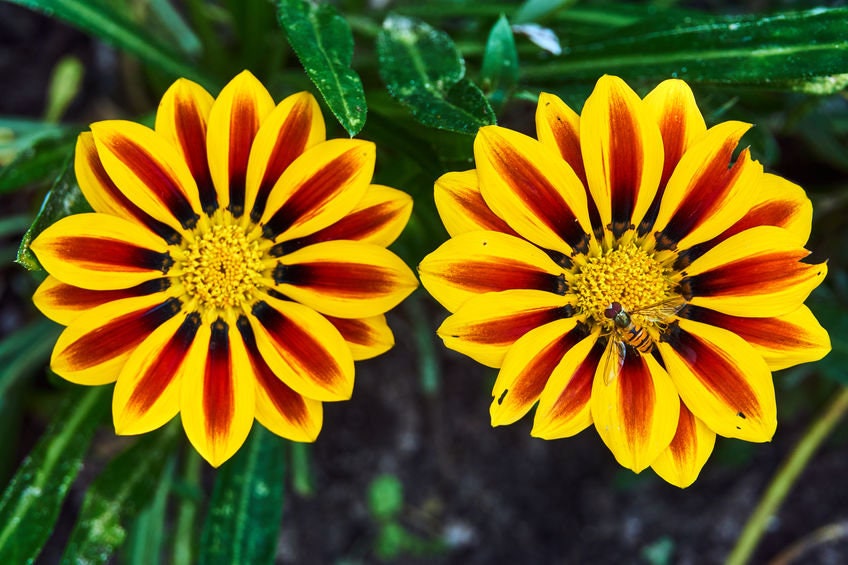 Exotic Gazania Flower Seeds to Grow - Made in USA, Ships from Iowa - Great with Marigold, Roses, Zinnia - Gazinia Seeds