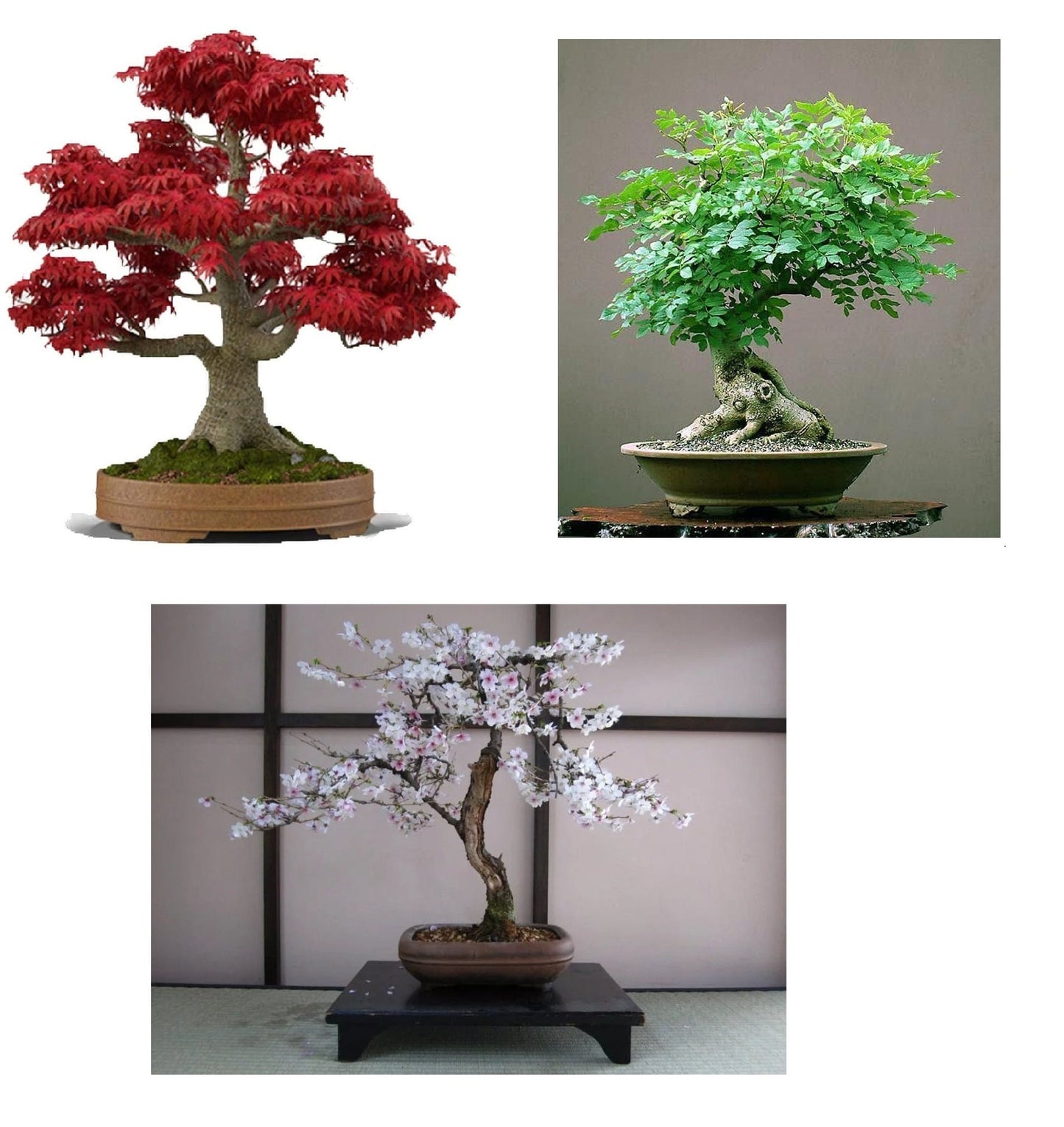 Bonsai Seed Bundle #3 - Japanese Red Maple, Black Cherry, Tree of Life Seeds Bundle