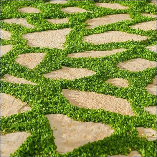 Carpet Vine Seeds - 200 Dichondra Seeds to Grow - Ground Cover Plant - Ship from USA