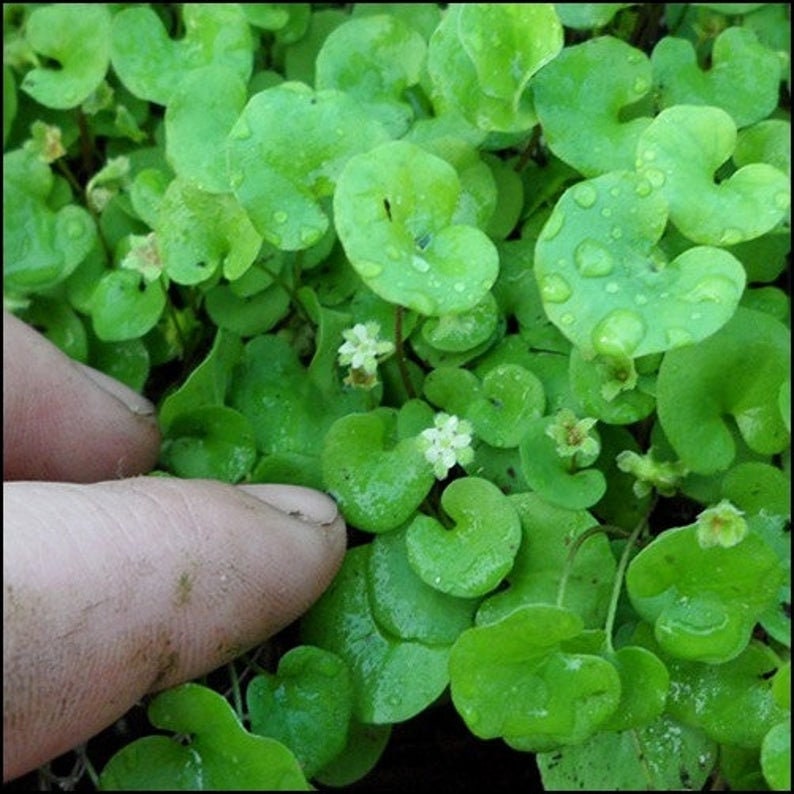 Carpet Vine Seeds - Fresh Dichondra Seeds to Grow - Ground Cover Plant - Ship from USA