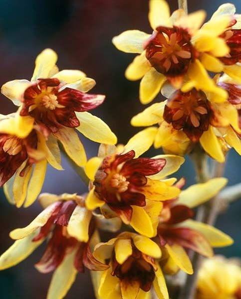 Wintersweet Chimonanthus praecox 10 Seeds - Ships from Iowa, USA