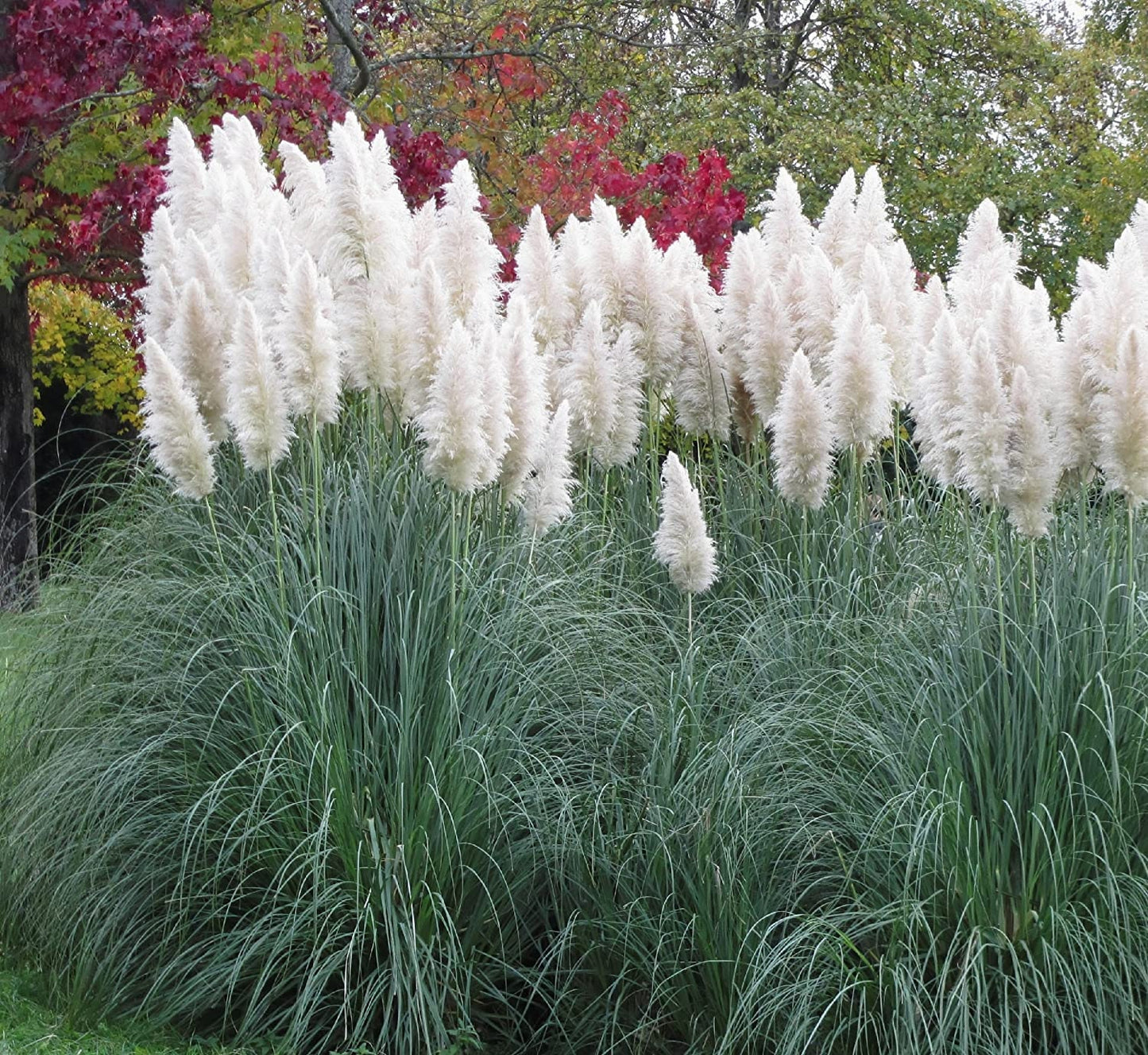 Giant White Pampas Grass Seeds - 100 Seeds - Ornamental Grass for Landscaping or Decoration - Made in USA