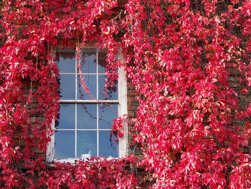 Virginia Creeper Seeds - Fresh Seeds - Parthenocissus quinquefolia. Ship from USA