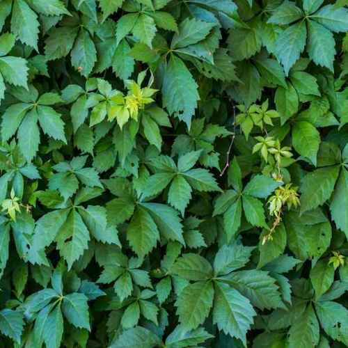 Virginia Creeper Seeds - Fresh Seeds - Parthenocissus quinquefolia. Ship from USA