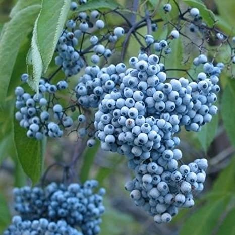 Blue Elderberry Seeds - 50 Seeds to Plant - Sambucus Caerulea - Non-GMO Seeds, Made in USA, Ships from Iowa