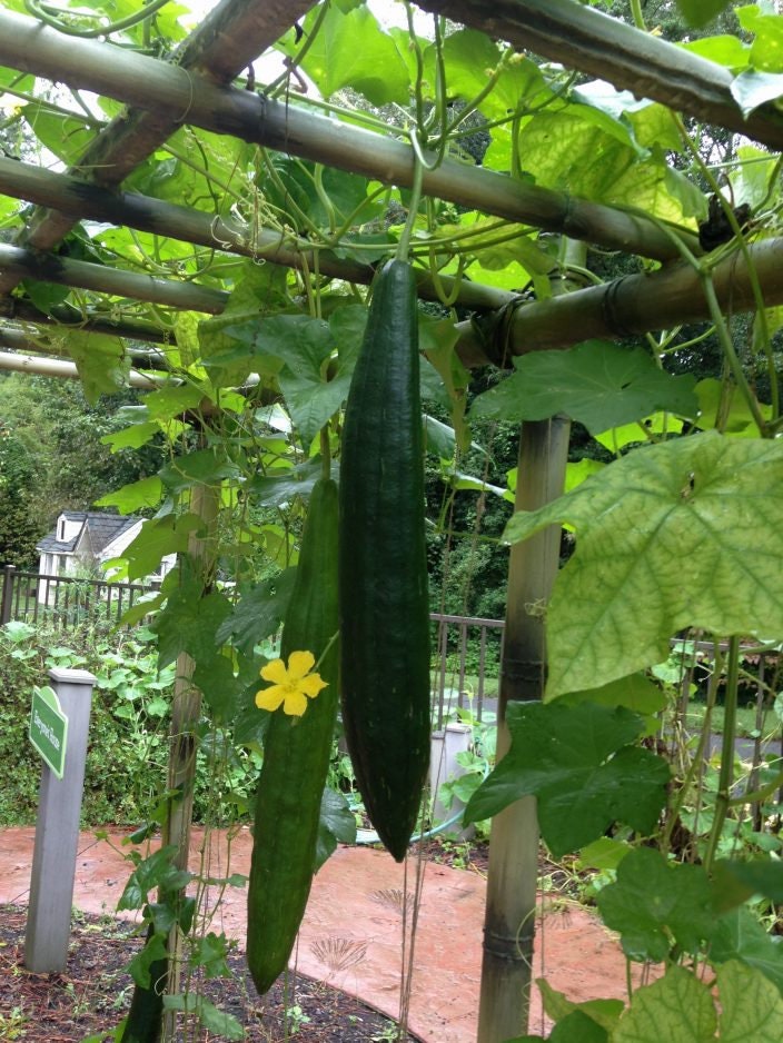 Luffa Gourd Seeds - 20 Seeds - Exotic Sponge Gourd - Loofah Gourds