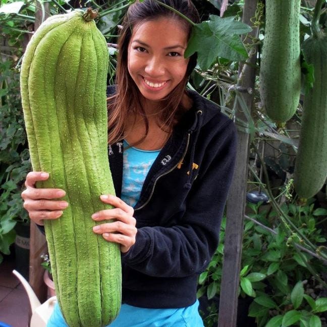 Luffa Gourd Seeds - 20 Seeds - Exotic Sponge Gourd - Loofah Gourds