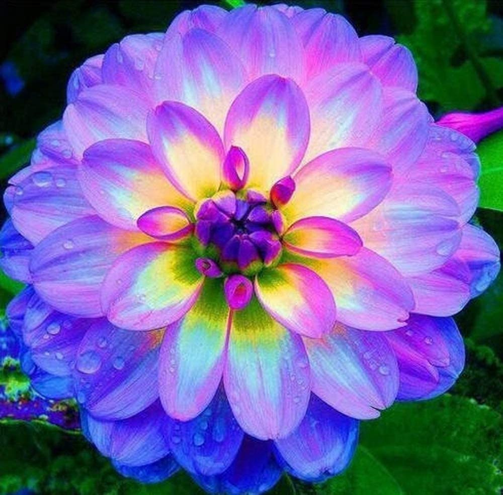 Dahlia Flower Seeds, Exotic Mix 100+ Seeds - Made in USA, Ships from Iowa.