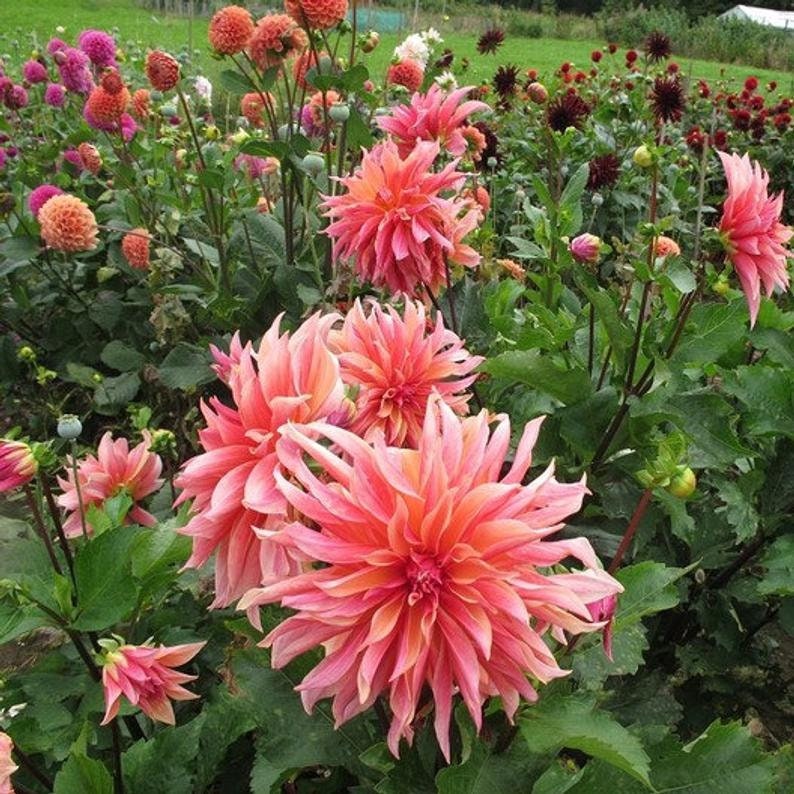 Dahlia Labyrinth  Flower Seeds, Exotic Mix 100+ Seeds - Made in USA, Ships from Iowa.